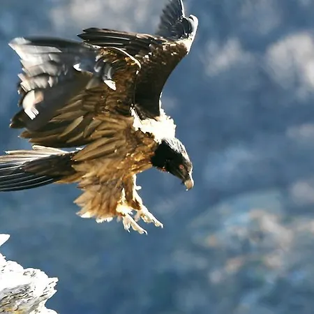 La Grange Aux Marmottes 4* Viscos