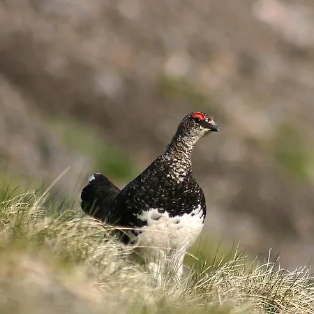 La Grange Aux Marmottes