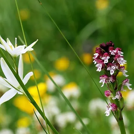 Hotel La Grange Aux Marmottes