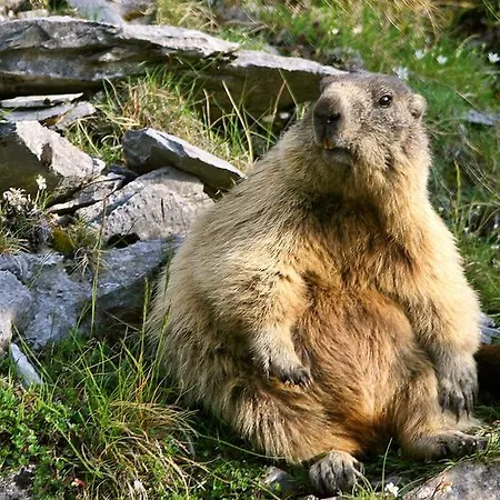 La Grange Aux Marmottes Viscos
